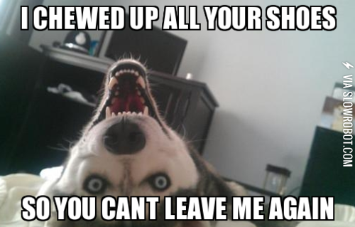 Overly+attached+dog.
