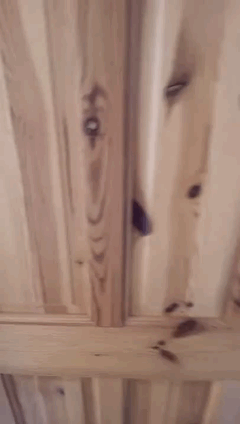 Dog+and+laser+alarm+clock