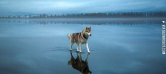 Siberian+Husky+walking+on+a+frozen+lake