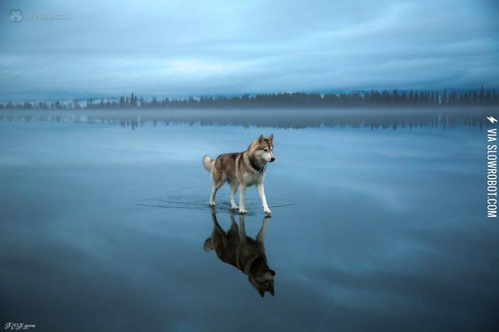 Siberian+Husky+walking+on+a+frozen+lake