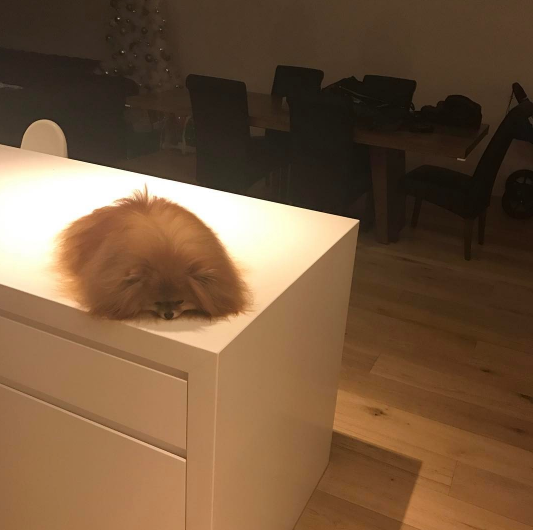 This+creature+came+from+wolves