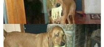 Dogs+Spaghetti