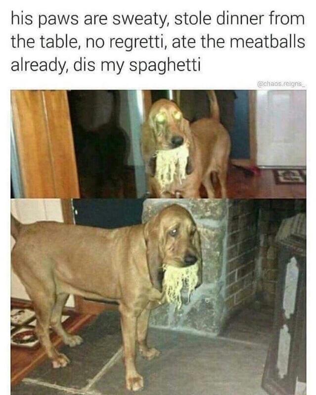 Dogs+Spaghetti