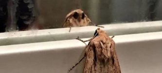 The+moth+and+the+lamp