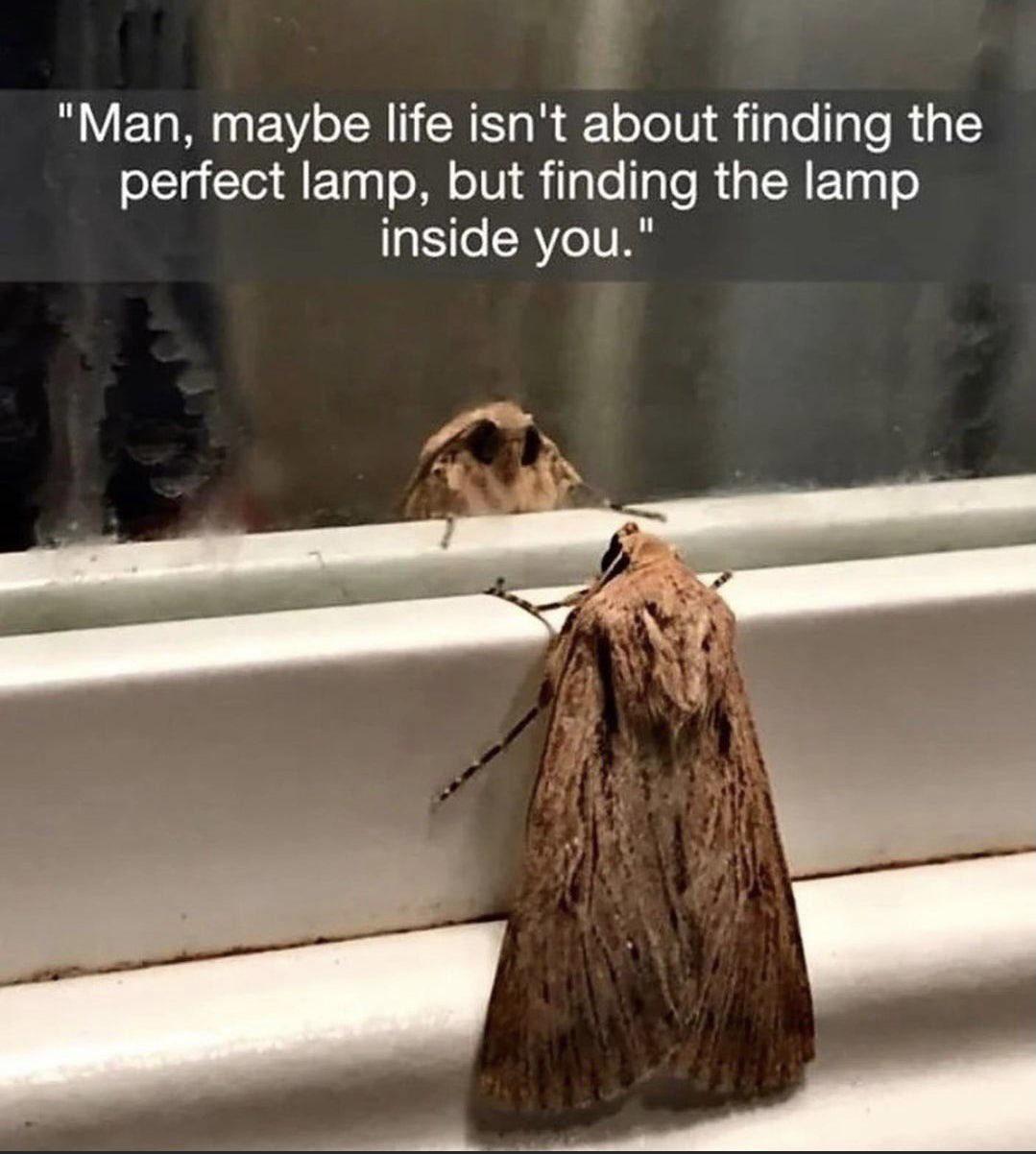 The+moth+and+the+lamp