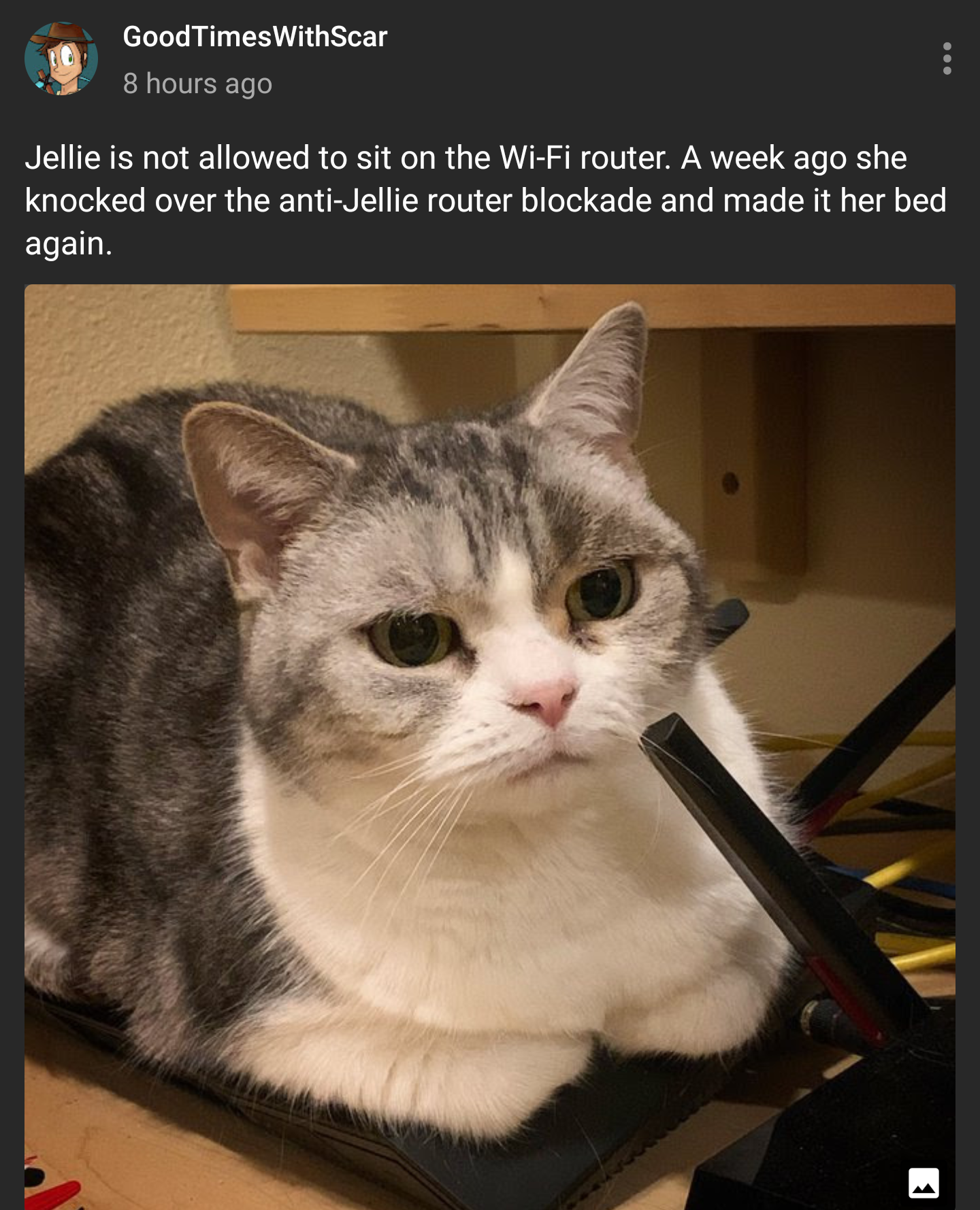 Jellie+will+promote+the+wireless+spectrum.