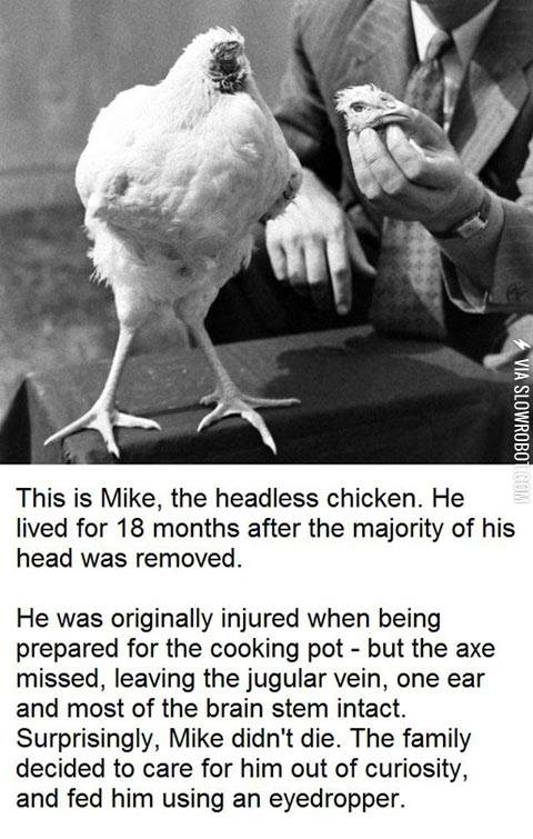 Mike+the+headless+chicken.