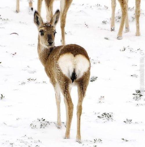 This+deer+loves+you.