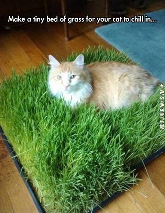 Make+a+tiny+bed+of+grass+for+your+cat+to+chill+in.