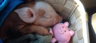 Piglet+sleeping+with+her+toy