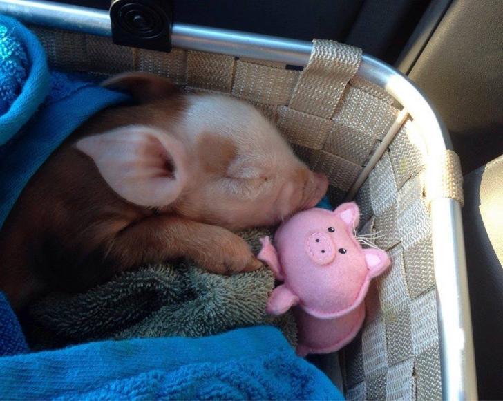 Piglet+sleeping+with+her+toy