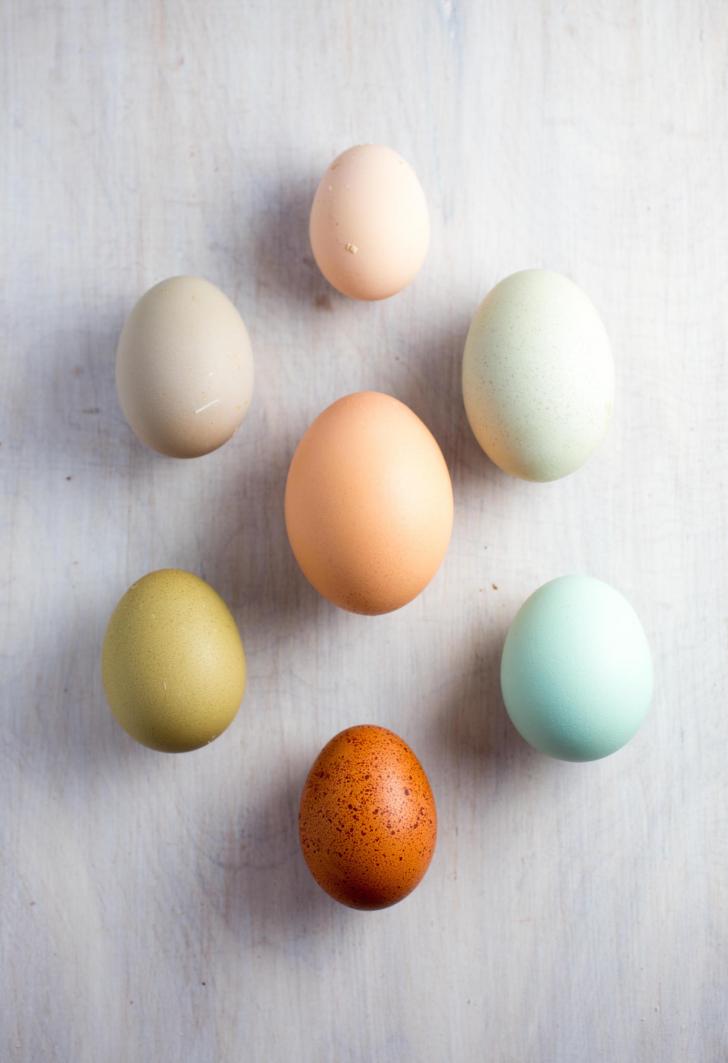 We+raised+7+hens+from+chicks+and+they+finally+started+laying.+The+different+breeds+produce+different+colored+eggshells.