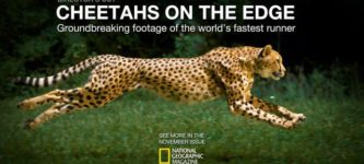 Cheetahs+in+slow+motion.