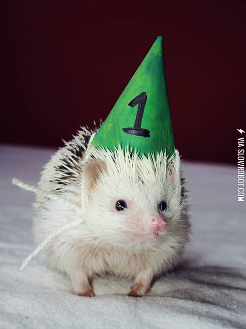 Hedgie+turns+one.