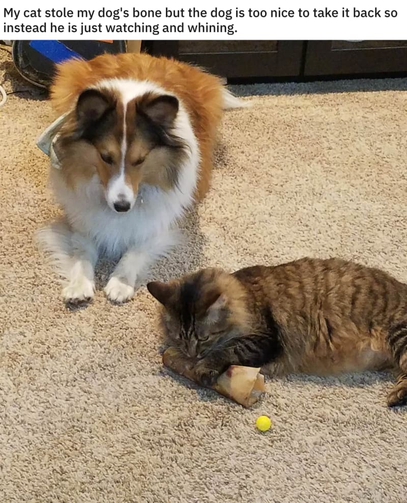 Cat%26%238217%3Bs+often+dominate.