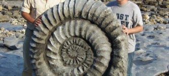 Gigantic+Ammonite+Fossil