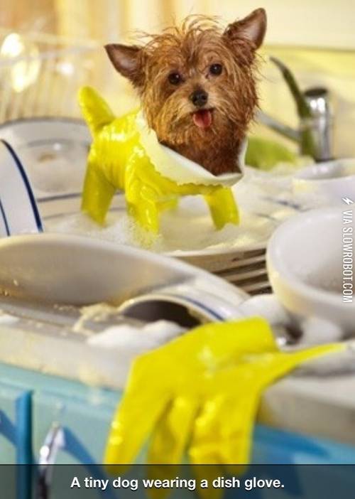 A+tiny+dog+wearing+a+dish+glove.
