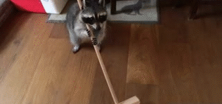 When+you+can%26%238217%3Bt+afford+a+Roomba+but+you+can+afford+a+raccoon