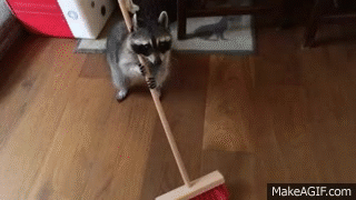 When+you+can%26%238217%3Bt+afford+a+Roomba+but+you+can+afford+a+raccoon