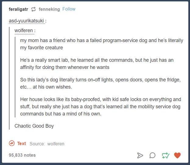 A+really+smart+lab+that+is+a+failed+service+dog