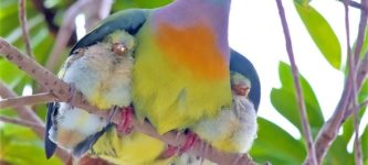 Pink-necked+green+pigeon+protecting+her+chicks