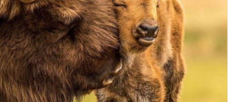 Buffalo+babe+getting+motherly+boops.