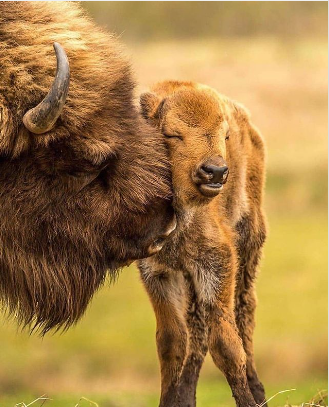 Buffalo+babe+getting+motherly+boops.