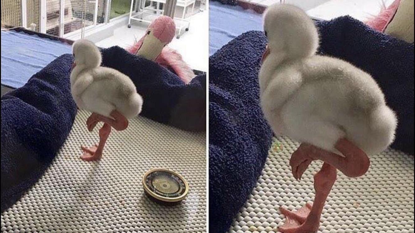 Little+flamingo+does+the+leg+thing.