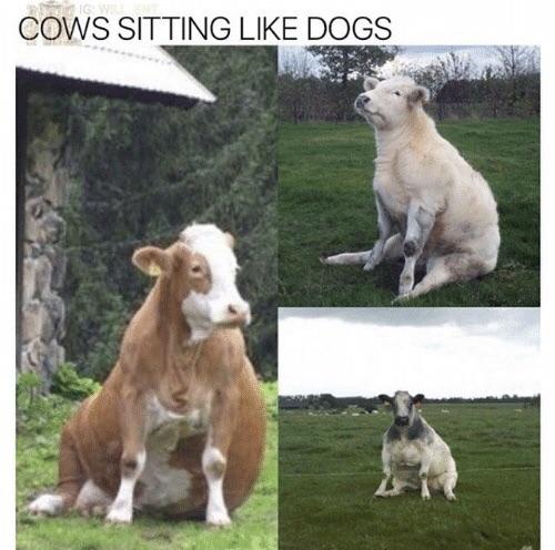 How+did+I+not+know+this+was+a+thing+until+today%3F