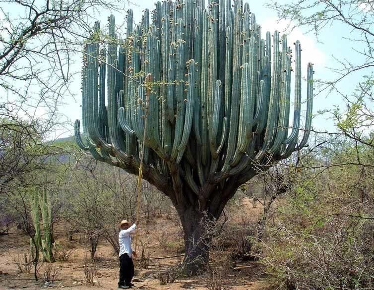 This+ridiculous+cactus