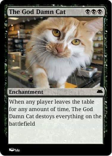 God+damn+cat