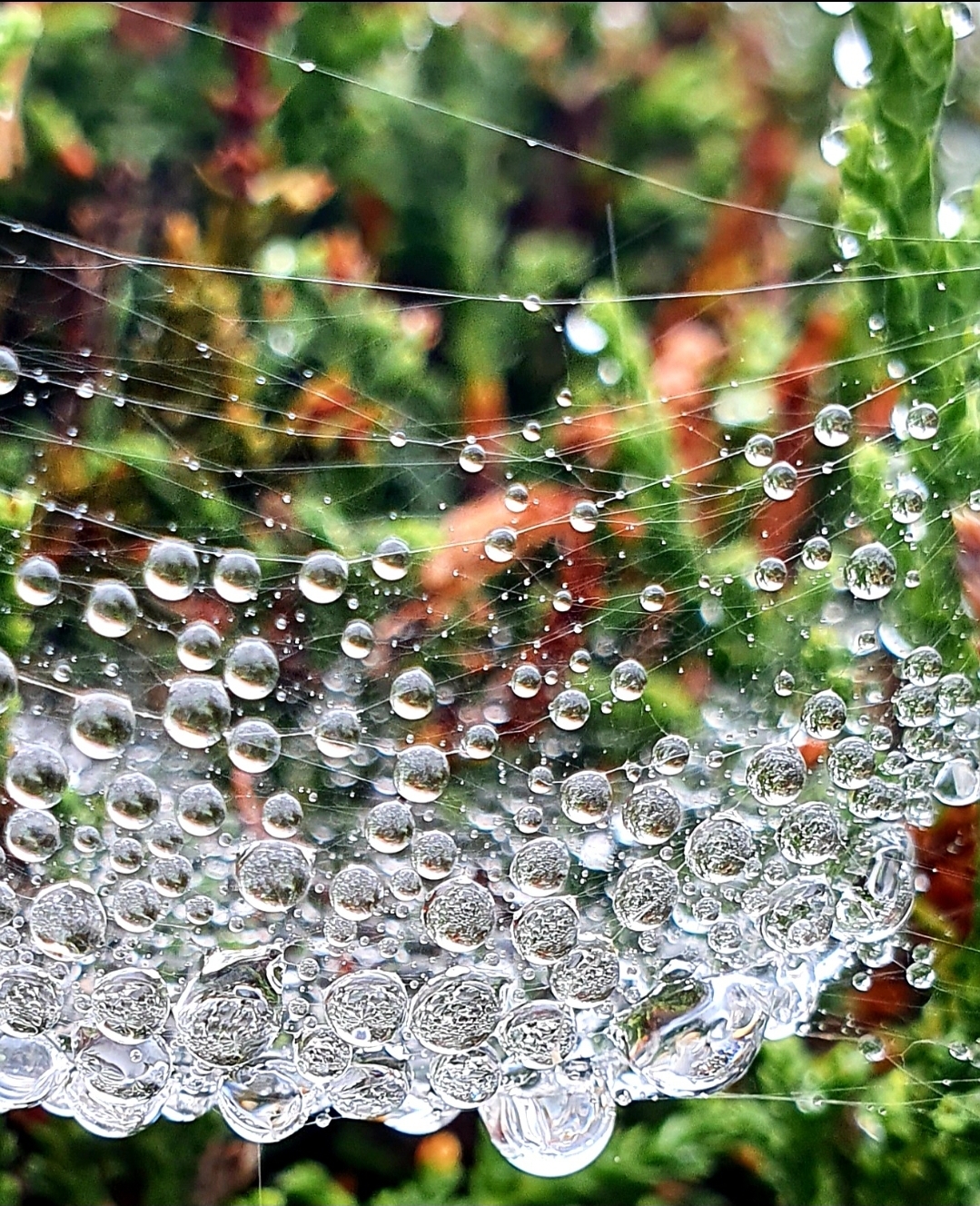 A+spiders+water+storage%26%238230%3B