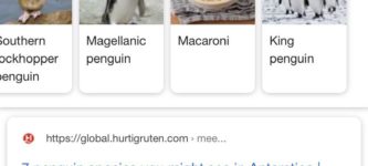 Macaroni+is+the+mightiest+of+penwings.