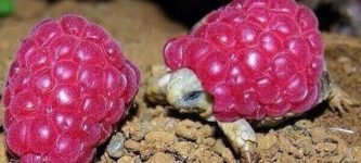 A+baby+tortoise+wearing+a+raspberry