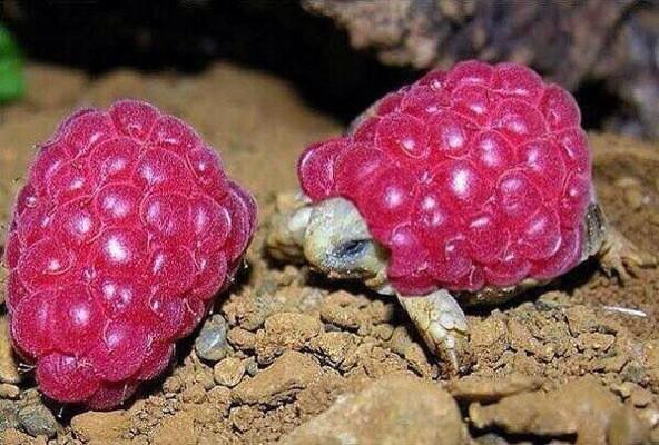 A+baby+tortoise+wearing+a+raspberry