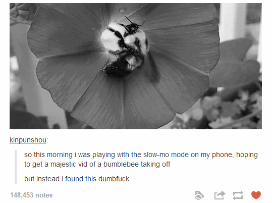 Majestic+Bumblebee