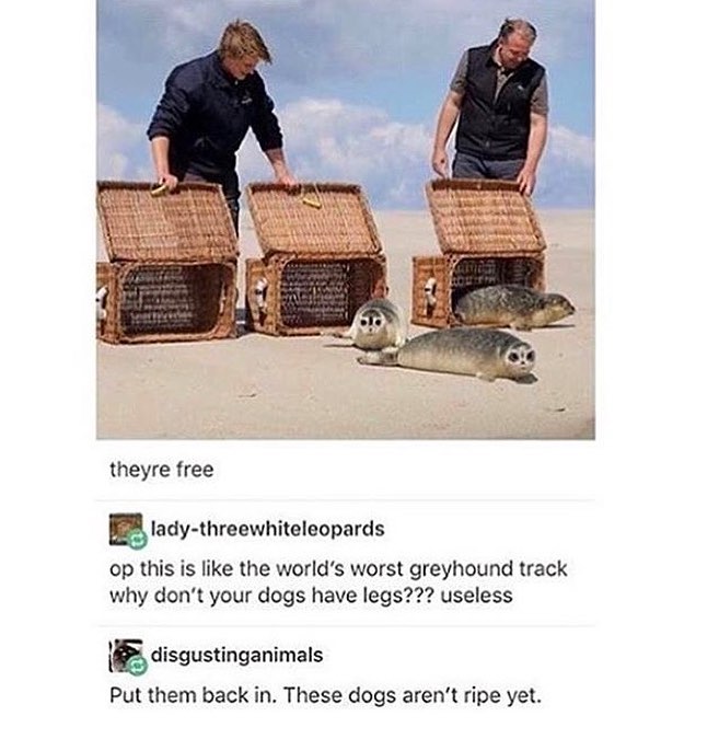 What+breed+of+dog+is+that