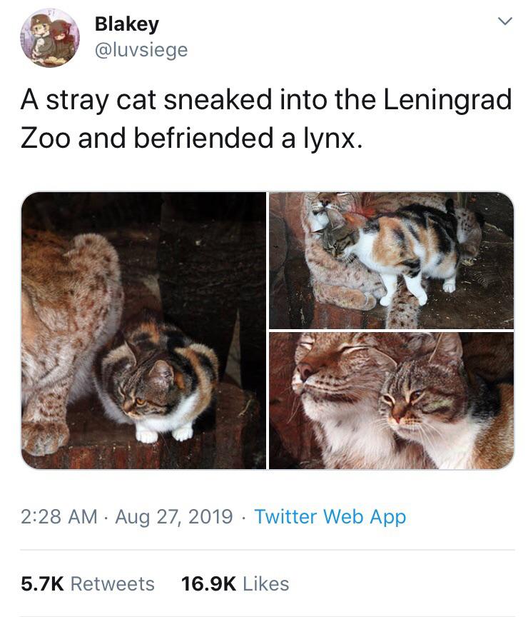 The+Lynx+and+the+Cat