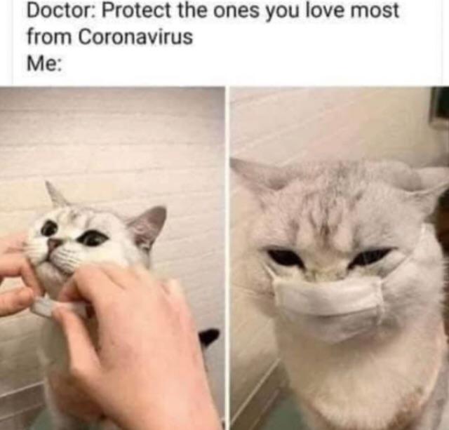 Got+you+covered%2C+gato.