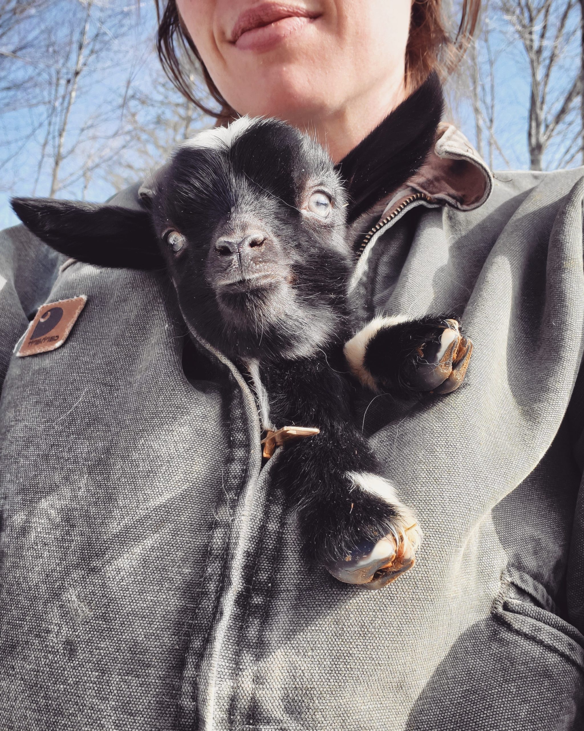 There%26%238217%3Bs+a+goat+in+my+coat%2C+dear+Darla%2C+a+goat.