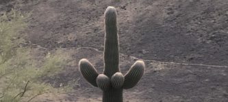 Cacti+gone+wild