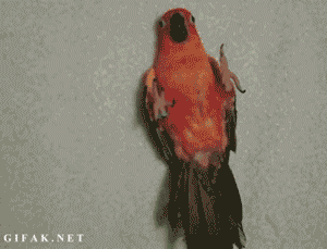 How+to+tuck+in+your+parrot.