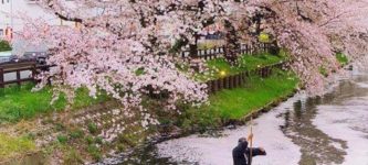 Sailing+on+the+cherry+blossoms.