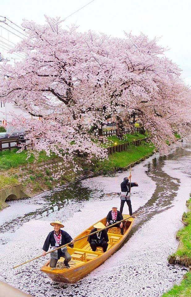 Sailing+on+the+cherry+blossoms.