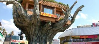 Okinawas+tree+house+restaurant%21