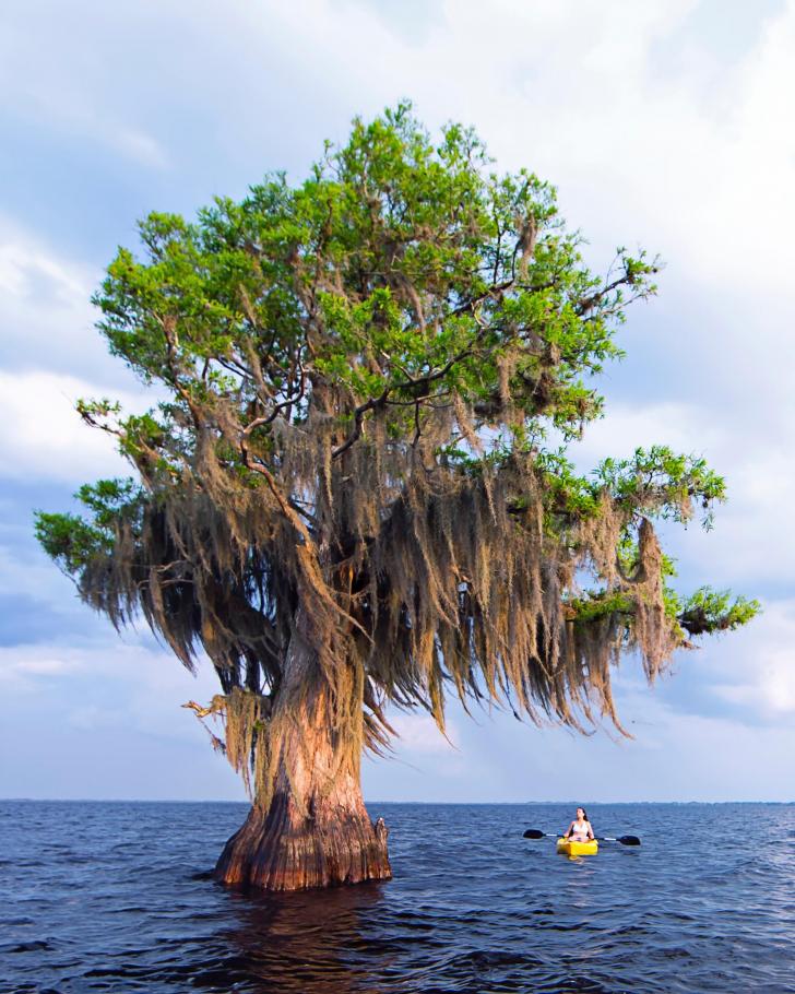 Captured+a+kayaker+next+to+giant+cypress+tree+in+Florida