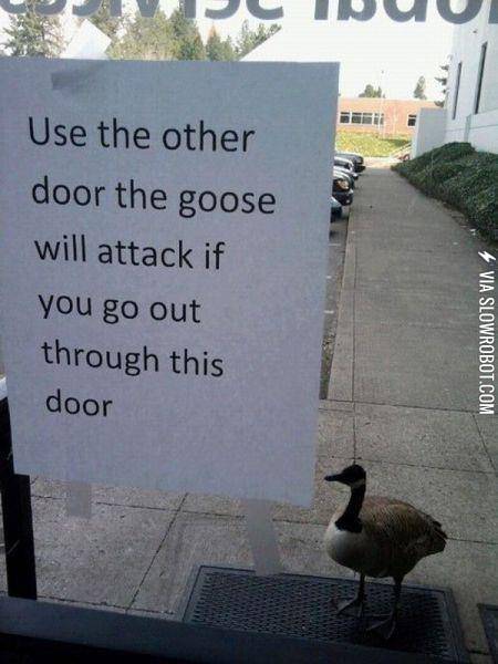 Security+Goose