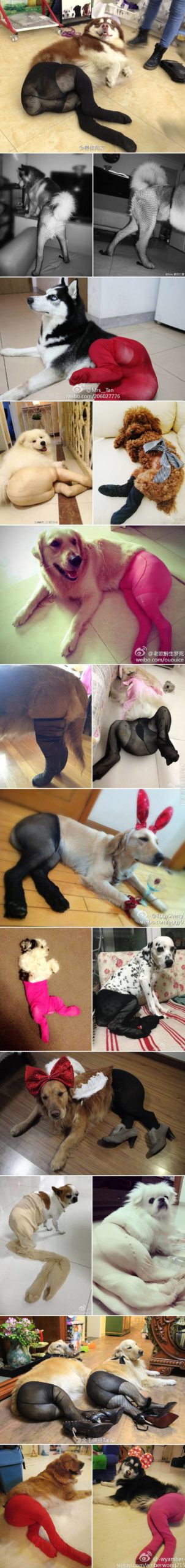 Dogs+wearing+stockings.