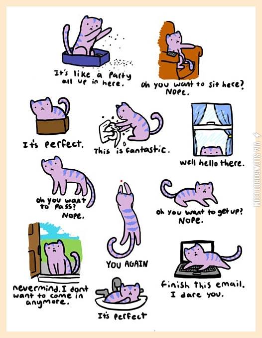 A+cat%26%238217%3Bs+life.