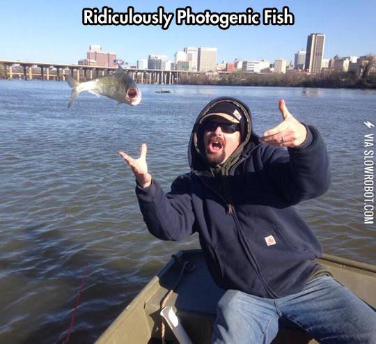 Ridiculously+photogenic+fish.